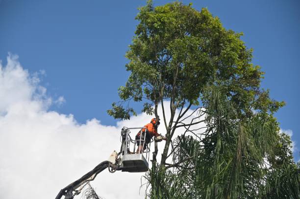 Best Emergency Tree Removal  in Montalvin Manor, CA