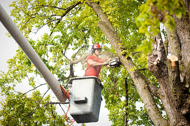 Leaf Removal in Montalvin Manor, CA